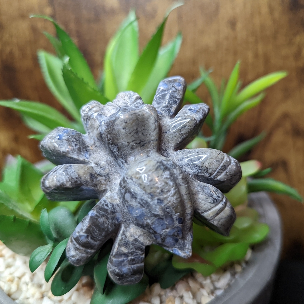 Que Sera tarantula
